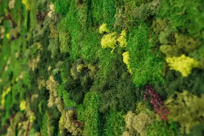 Moss Wall Longevity - bestmoss