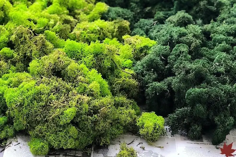 preserved moss - what is preserved moss - bestmoss