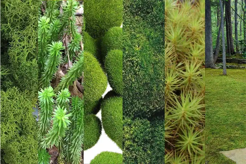 Types of Preserved moss - bestmoss