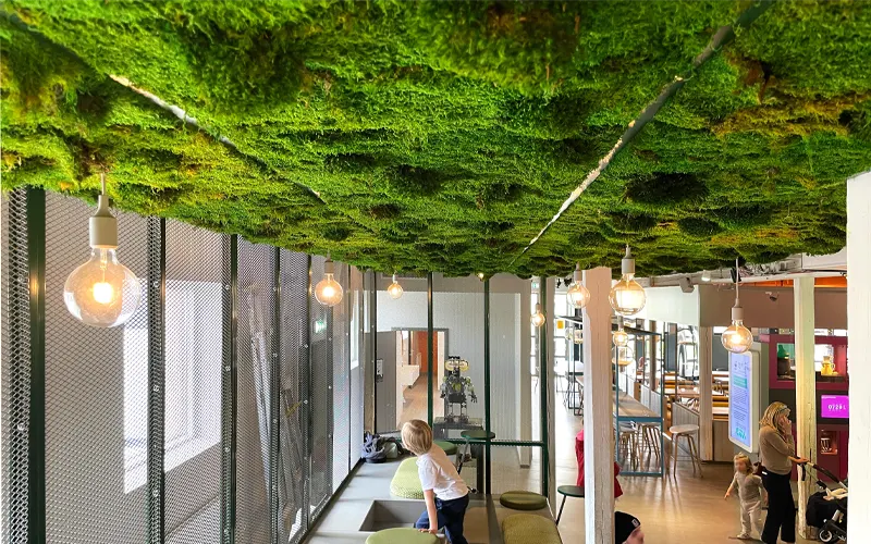 green ceiling | Best Moss