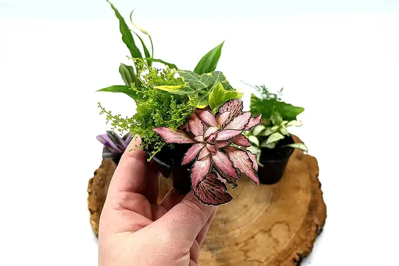 گیاهان مناسب تراریوم - راهنمای انتخاب گیاهان مناسب برای تراریوم - بست ماس